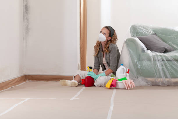 Reliable Black Mold Remediation contractor in Parkhill, PA by Mold Remediation HQ