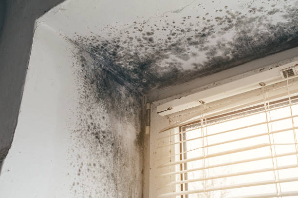 Affordable Black Mold Remediation solutions in Parkhill, PA