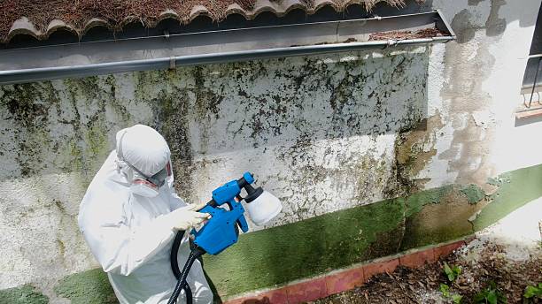 Top rated local Black Mold Remediation specialists in Parkhill, PA